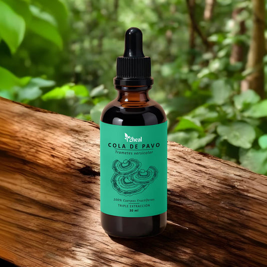 🍄 Cola de Pavo en Gotas – Defensa inmunológica y equilibrio digestivo