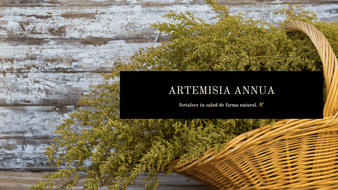 Lo que no te contaron sobre la Artemisia annua… y el increíble poder de su tintura madre