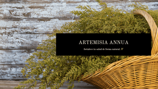 Lo que no te contaron sobre la Artemisia annua… y el increíble poder de su tintura madre